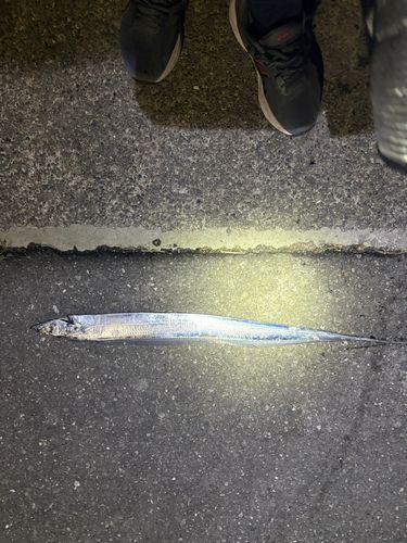 タチウオの釣果