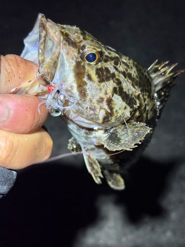 タケノコメバルの釣果