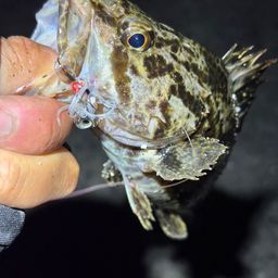 タケノコメバル