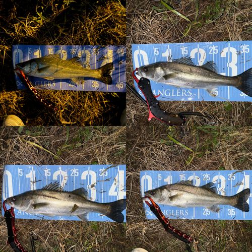 シーバスの釣果