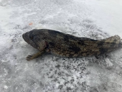 アイナメの釣果