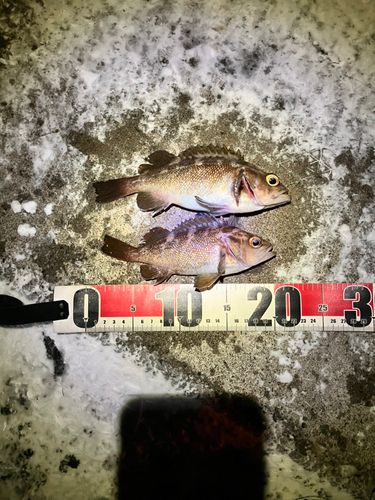 キラキラ公園（苫小牧西港）