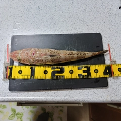 ワニゴチの釣果