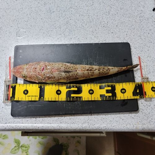 ワニゴチの釣果