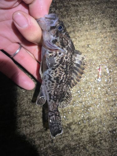 クロソイの釣果