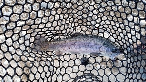 ニジマスの釣果