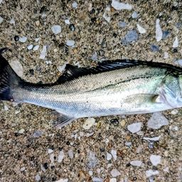 セイゴ（マルスズキ）