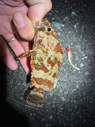 ヨロイメバルの釣果