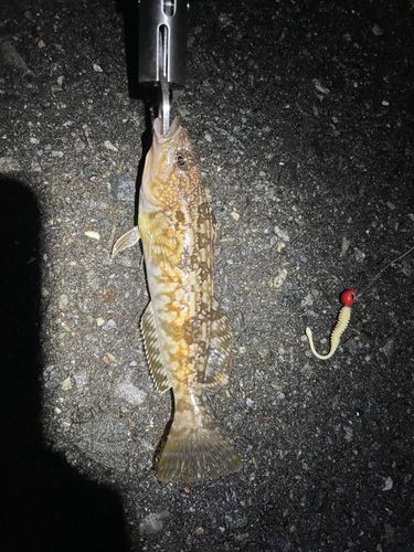 アイナメの釣果