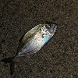 セイゴ（マルスズキ）