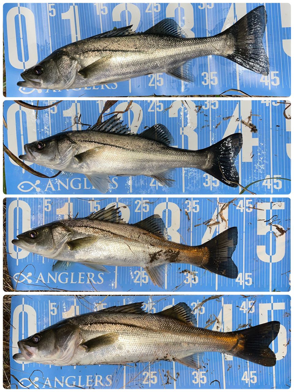 DAIWA 18イグジスト LT3000-XHの最安値・インプレ・釣果 | 本音の