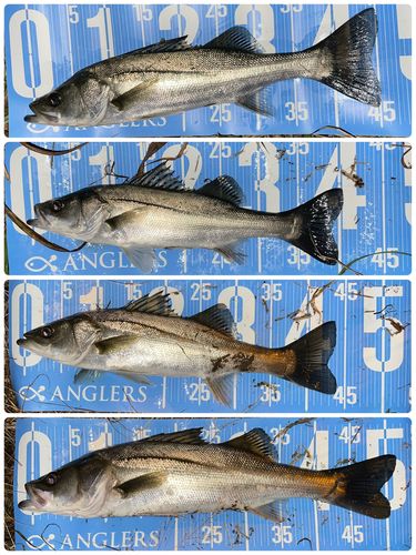 シーバスの釣果