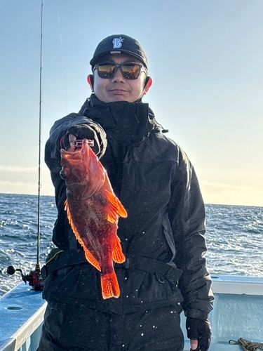 ウッカリカサゴの釣果