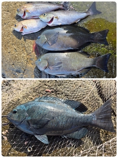 クチブトグレの釣果