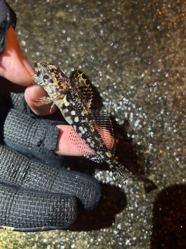 アナハゼの釣果