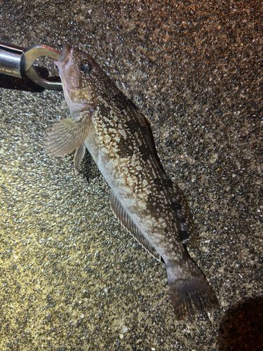 アイナメの釣果