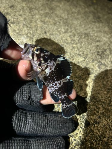 船越湾（岩手）