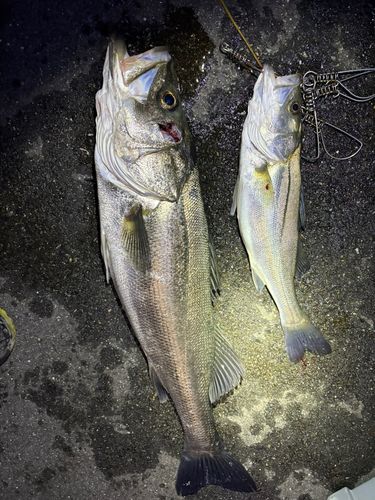 シーバスの釣果