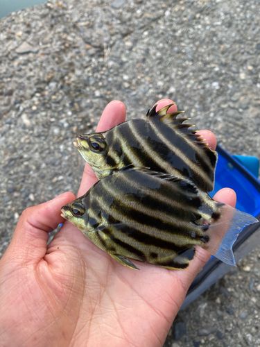 カゴカキダイの釣果