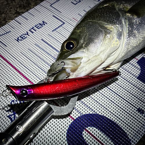 シーバスの釣果