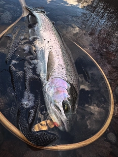 ニジマスの釣果