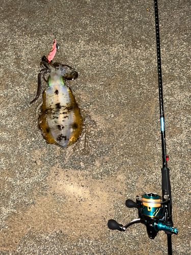 アオリイカの釣果