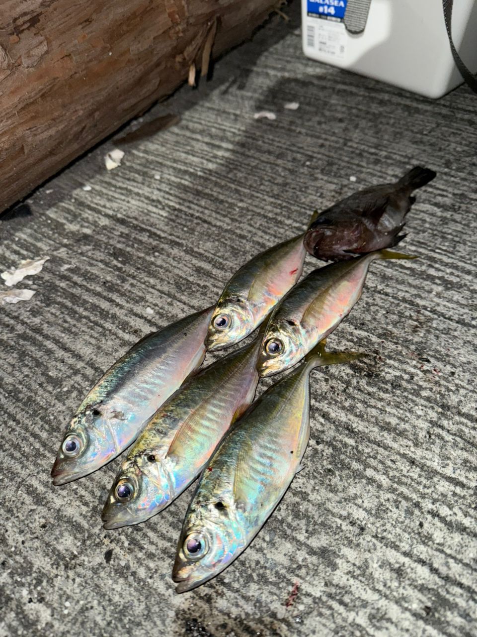 OLYMPIC 21コルト 21GCORS-642L-HSの最安値・インプレ・釣果 | 本音の