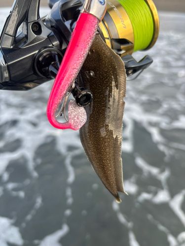 シタビラメの釣果