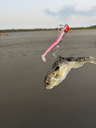 フグの釣果