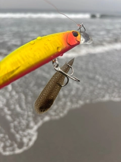 シタビラメの釣果
