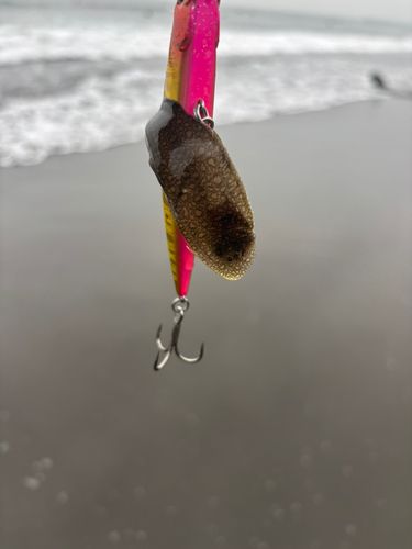 シタビラメの釣果