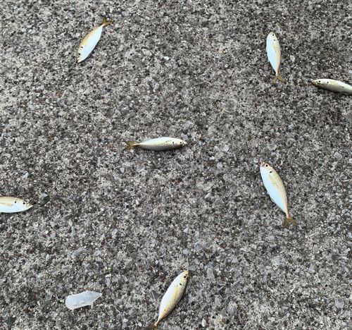 マアジの釣果