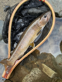 イワナの釣果