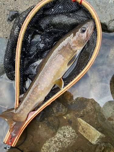 イワナの釣果