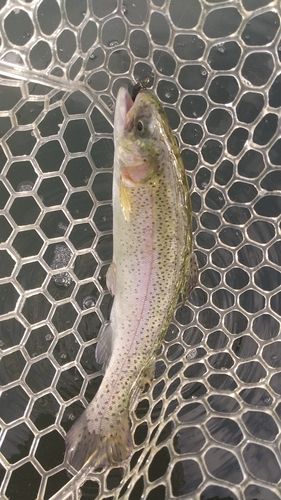 レインボートラウトの釣果