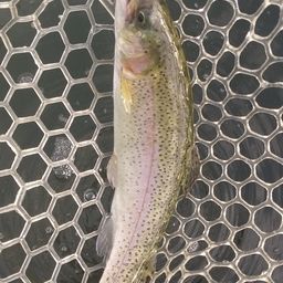 レインボートラウト