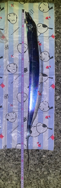 タチウオの釣果