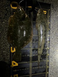 カレイの釣果