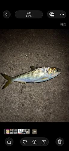 コノシロの釣果