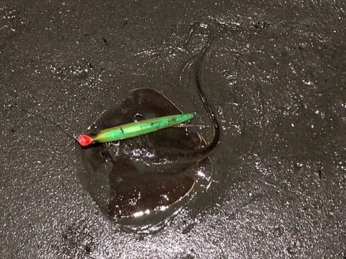 アカエイの釣果