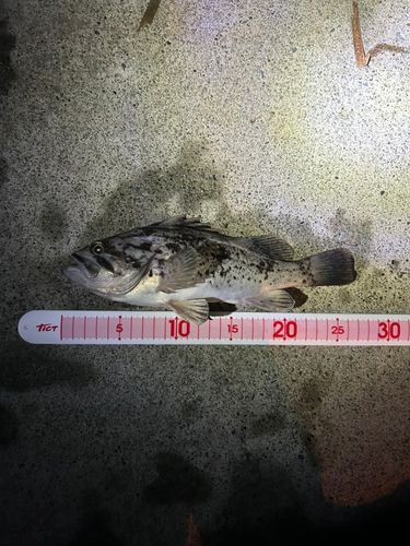 船越湾（岩手）