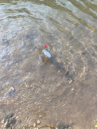 レインボートラウトの釣果