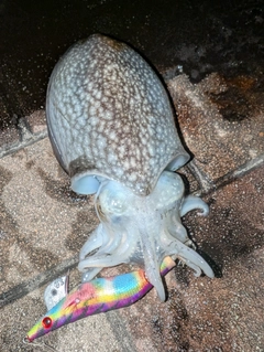 シリヤケイカの釣果