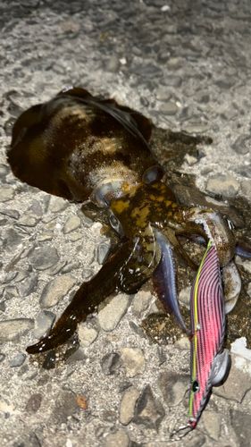 アオリイカの釣果