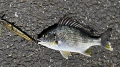 キビレの釣果