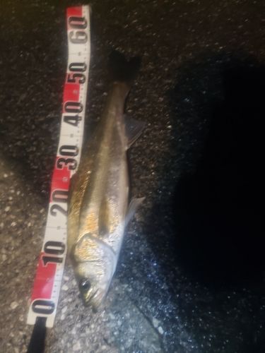 セイゴ（マルスズキ）の釣果