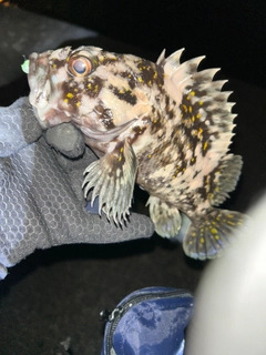 オウゴンムラソイの釣果