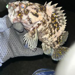 オウゴンムラソイ