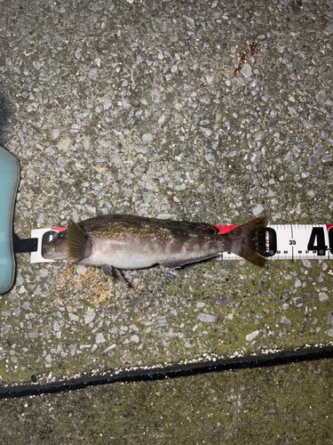 アイナメの釣果