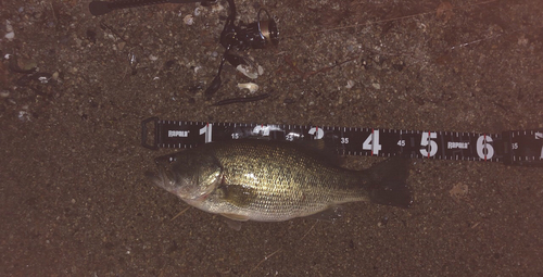 ブラックバスの釣果